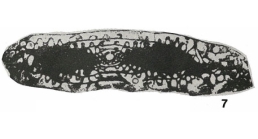 Fusulina longissima Möller, 1878
