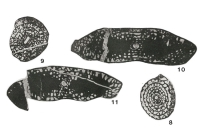 Quasifusulina longissima (Möller, 1878)