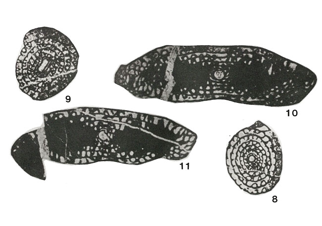 Quasifusulina longissima (Möller, 1878) Quasifusulina longissima (Möller, 1878)