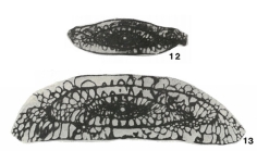 Pseudotriticites brazhnikovae Putrya, 1948