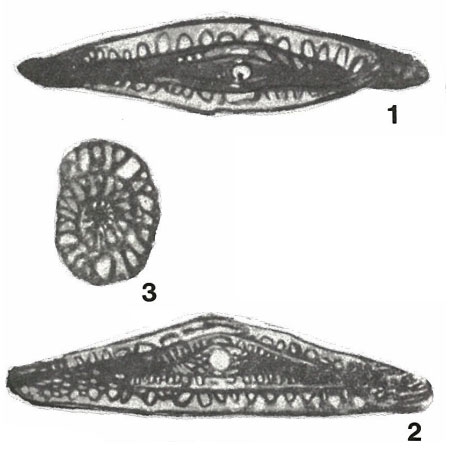 Fusulina triangula Rauzer-Chernousova & Belyaev, 1936 Fusulina triangula Rauzer-Chernousova & Belyaev, 1936