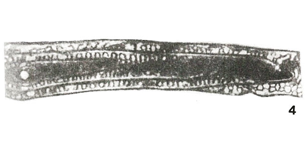 Eofusulina (Paraeofusulina) subtilissima Putrya, 1956 Eofusulina (Paraeofusulina) subtilissima Putrya, 1956
