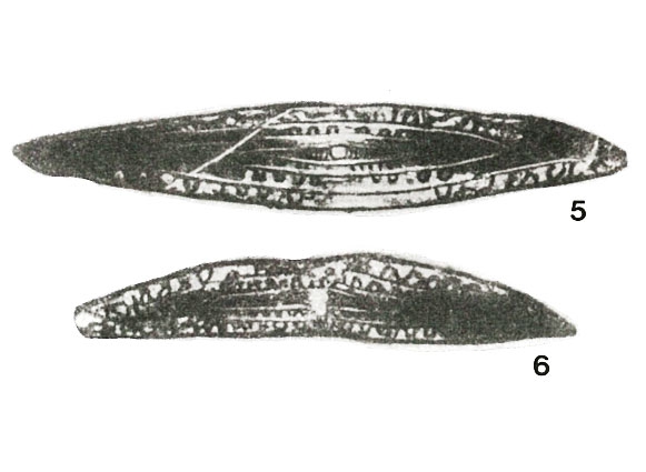 Eofusulina (Paraeofusulina) trianguliformis Putrya, 1956 Eofusulina (Paraeofusulina) trianguliformis Putrya, 1956