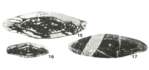Eowedekindellina fusiformis Ektova, 1977