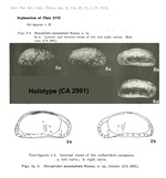 Holotype of Neocyprideis pseudadonta Hanai, 1959