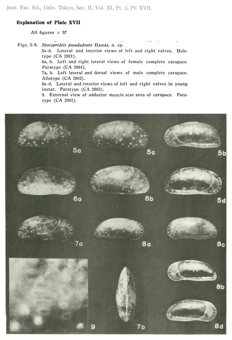 Holotype and Paratypes of Neocyprideis pseudadonta Hanai, 1959 from original description