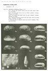 Holotype and Paratypes of Neocyprideis pseudadonta Hanai, 1959 from original description