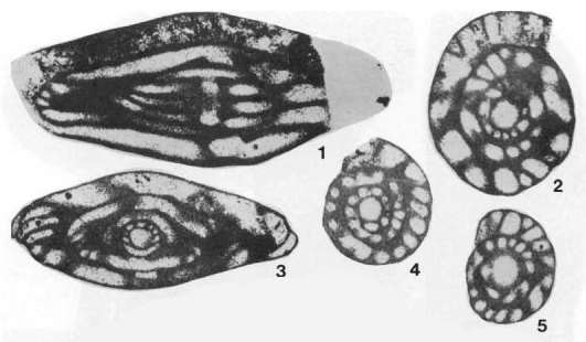 Frumentella exempla Stewart, 1958 Frumentella exempla Stewart, 1958