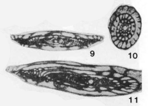 Pseudowedekindellina prolixa Sheng, 1958