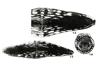 Wedekindellina euthusepta (Henbest, 1928)