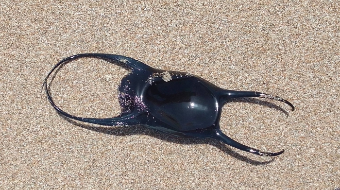 k.elbouchikhi ; (2022, Fig.1) k.elbouchikhi ; (2022, Fig.1)