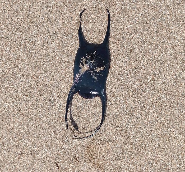 Leucoraja, (2022, Fig.3) Leucoraja, (2022, Fig.3)