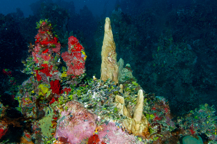 Millepora laboreli Millepora laboreli