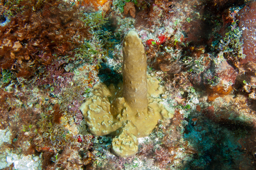 Millepora laboreli