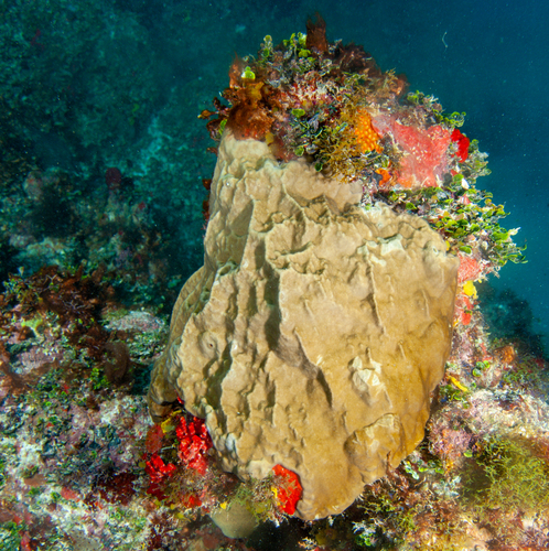 Millepora laboreli