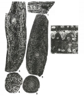 Polydiexodina afghanensis Thompson, 1946