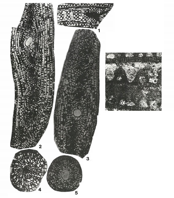 Polydiexodina afghanensis Thompson, 1946 Polydiexodina afghanensis Thompson, 1946