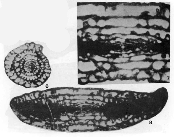 Rugosochusenella zelleri Skinner & Wilde, 1965 Rugosochusenella zelleri Skinner & Wilde, 1965