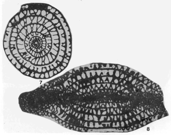 Chusenella sosioensis Pasini, 1964 Chusenella sosioensis Pasini, 1964