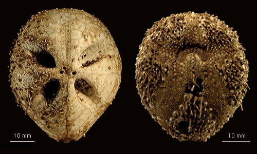 Amphipneustes davidi Amphipneustes davidi