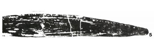 Monodiexodina sutchanica (Dutkevich, 1939) Monodiexodina sutchanica (Dutkevich, 1939)