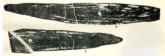 Schwagerina wanneri var. sutchanica Dutkevich, 1939 Schwagerina wanneri var. sutchanica Dutkevich, 1939