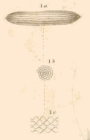 Fusulina gracilis Meek, 1864