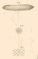 Fusulina gracilis Meek, 1864 Fusulina gracilis Meek, 1864