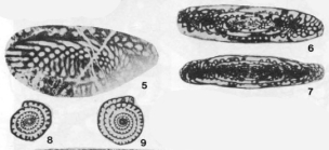 Eoparafusulina gracilis (Meek, 1864)