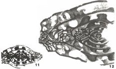 Triticites (Montiparus) montiparus Rozovskaya, 1948