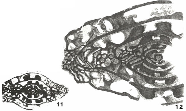 Triticites (Montiparus) montiparus Rozovskaya, 1948 Triticites (Montiparus) montiparus Rozovskaya, 1948