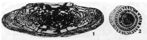 Triticites winterensis Thompson, Verville & Lokke, 1956