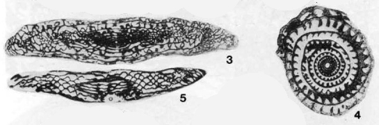 Kansanella (Kansanella) joensis Thompson, 1957 Kansanella (Kansanella) joensis Thompson, 1957