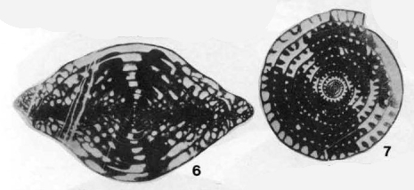 Triticites (Leptotriticites) hatchetensis Skinner & Wilde, 1965 Triticites (Leptotriticites) hatchetensis Skinner & Wilde, 1965