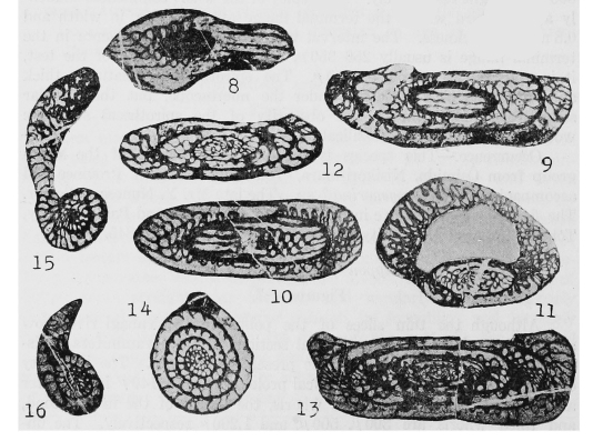 Nipponitella explicata Hanzawa, 1938