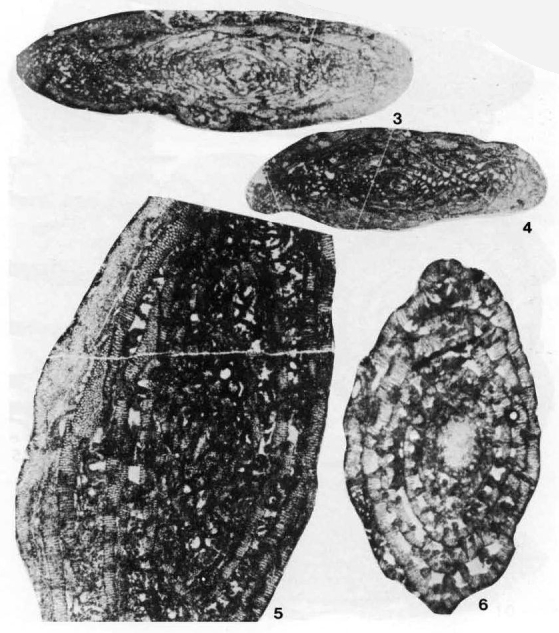 Pravitoschwagerina thailandensis Toriyama, 1982 Pravitoschwagerina thailandensis Toriyama, 1982