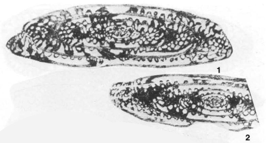 Pseudofusulinoides subobscurus Bensh, 1972