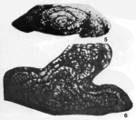 Codonoschwagerina thuanae Viên, 1959