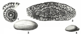 Fusulina prisca (Ehrenberg, 1842)