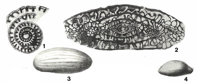Fusulina prisca (Ehrenberg, 1842) Fusulina prisca (Ehrenberg, 1842)