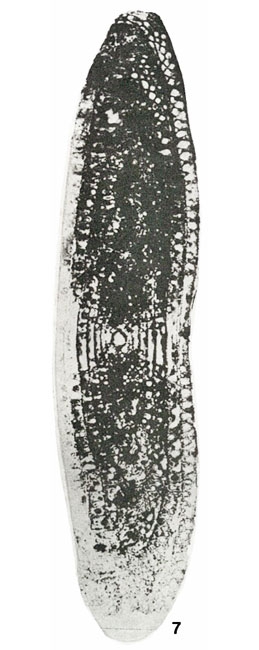 Parafusulina wordensis Dunbar & Skinner, 1931 Parafusulina wordensis Dunbar & Skinner, 1931