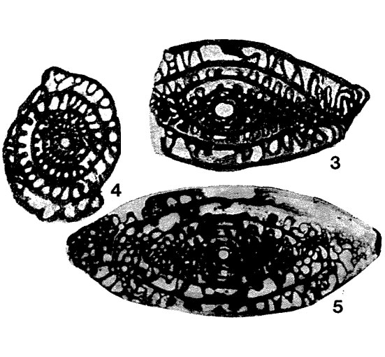 Triticites jigulensis Rauzer-Chernousova, 1938 Triticites jigulensis Rauzer-Chernousova, 1938