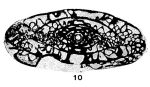 Chromista - Foraminifera (foraminifers)