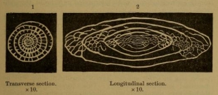Triticites secalicus (Say, 1823)