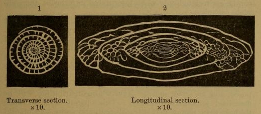 Triticites secalicus (Say, 1823) Triticites secalicus (Say, 1823)