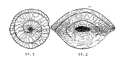 Paraschwagerina (Acervoschwagerina) endoi Hanzawa, 1949