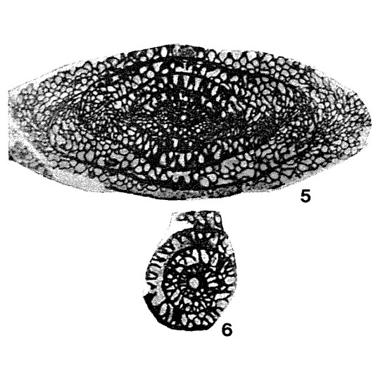 Rugosofusulina devexa Rauzer-Chernousova, 1937 Rugosofusulina devexa Rauzer-Chernousova, 1937
