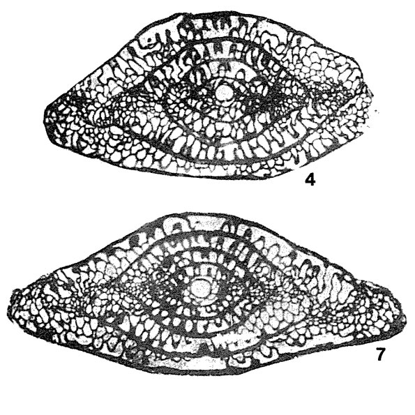 Dutkevitchia devexa (Rauzer-Chernousova, 1937) Dutkevitchia devexa (Rauzer-Chernousova, 1937)