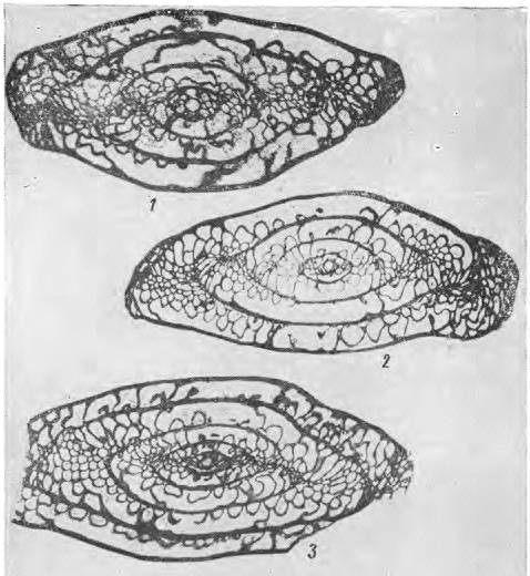 Daixina gallowayi subsp. bosbytauensis Bensh, 1962 Daixina gallowayi subsp. bosbytauensis Bensh, 1962