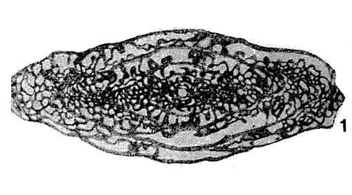 Daixina ruzhencevi Rozovskaya, 1949 Daixina ruzhencevi Rozovskaya, 1949